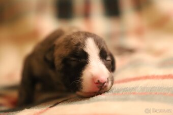 Whippet / Vipet s PP - 6