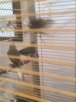 Prodám zebry chůvy,kanáři. - 6