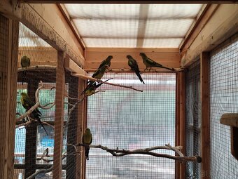 Papoušek horký - 6