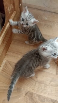 Britský stříbřitý kocourek whiskas s PP - 6