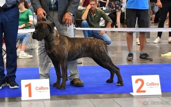 Cane Corso štěňata s FCI PP - 6