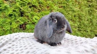 Zakrslý beránek, králíček, králík - PIPER - 6