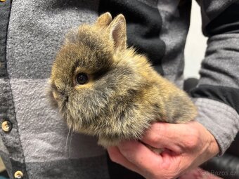 ♥️zakrslý králík samičky teddy gen již k odběru - 6