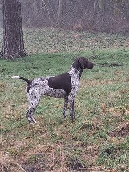 Německý ohař krátkosrstá štěňata - 6