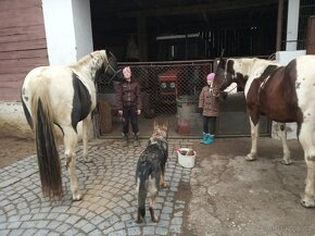 Luxusní PAINT Horse plemeník, DOUBLE HOMOZYGOT - 6