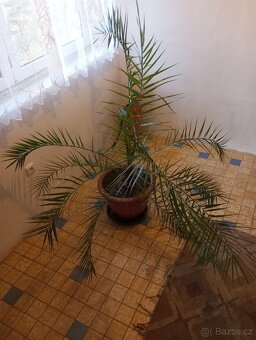 Pokojové rostliny Ctenanthe a Datlová palma - 6