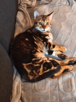 Bengálská kočka - 6