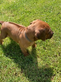 Prodám štěňátka Rhodeských ridgebacků s PP - 6