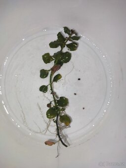 Ludwigia repens Česky  	zakucelka plazivá - 6