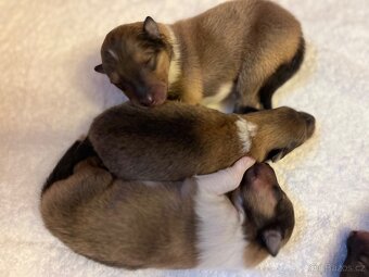 Skotská dlouhosrstá kolie - 6