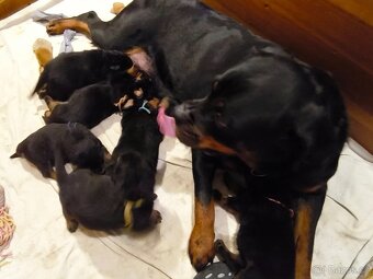 Rottweiler s PP (FCI) - 6