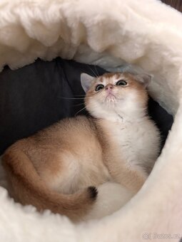 Britské kotě zlatá činčila s PP - 6