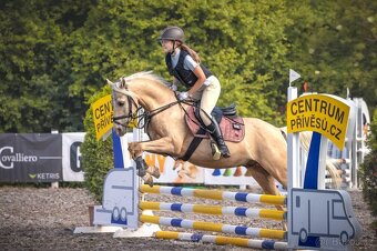 Pony B, valach 13let – drezura, parkur, ZZVJ, výstavy/ - 6
