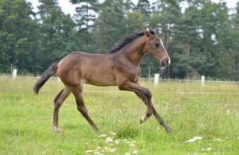 Lusitano klisna nar. 5/2024 - 6