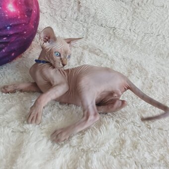 Kanadský Sphynx - 6