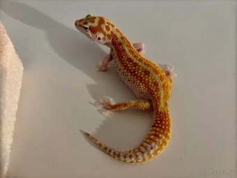 Gekončík noční 1.1  White&Yellow Fire Tangerine Raptor - 6