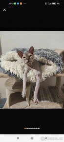 Kocour kanadský sphynx s PP ke krytí - 6