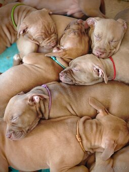 Americký pitbulterier štěňata s PP - 6