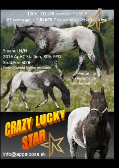 Roční klisna Appaloosa - 6