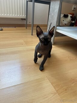 Sphynx s PP - 6