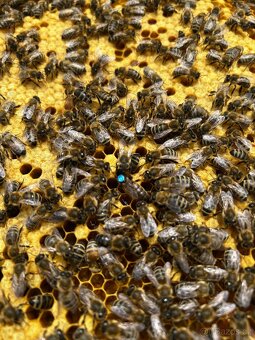 🐝 Včelí oddělky a matky F1 linie Vigor - 6