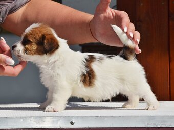 Jack Russell teriér s PP - Mickey - 6