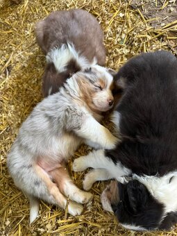 Australský ovčák štěňátka s PP - 6