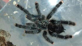 Avicularia aj. - 6