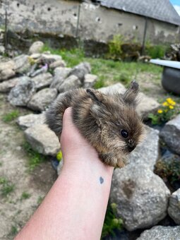 Králíčata beránek + teddy - 6