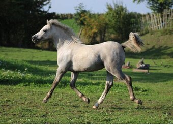 Prodám 2 letou welsh mountain pony - 6
