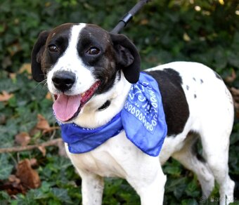 AKTY K ADOPCI - 6,5 ROKU,AKTIVNÍ,HRAVÝ,KAMARÁDSKÝ - 6