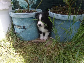 Border kolie / collie štěňata s PP (FCI) - 6