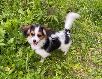 Miniaturní kontinentální španěl s PP, phalene, ne papillon - 6