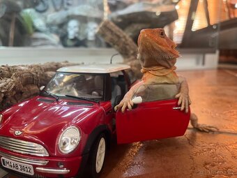 AGAMA VOUSATÁ POGONA VITTICEPS NA PRODEJ - 6