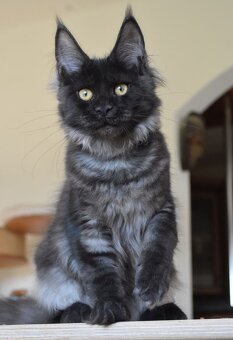 Mainská mývalí koťátka s PP - 6