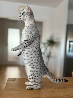 Egyptská Mau - kočička s rodokmenem - 6