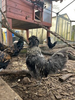 Paduanka- kohouti - 6