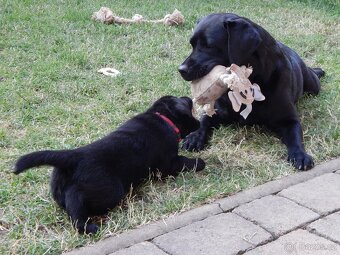 Štěňátka labradorský retriever s PP - labrador s PP - 6