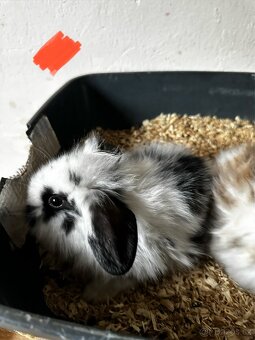 🐰✨ Roztomilý zakrslý beránek - 6