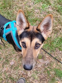 ABBIE K ADOPCI - malá NO úžasňačka, nejde se nezamilovat:) - 6