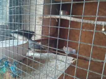 Holoubek diamantový - 6