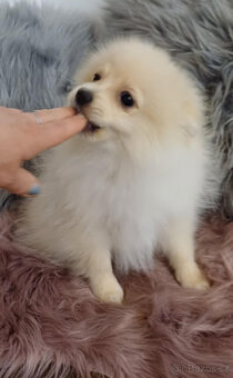 Pes pomeranian x trpasličí špic - 6