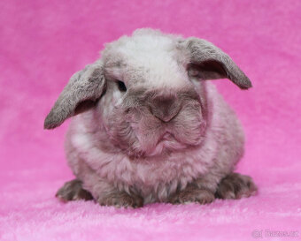 Zakrslý rex beránek s VP . Malinký sameček . - 6