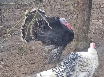 Krůty bronzové - 6