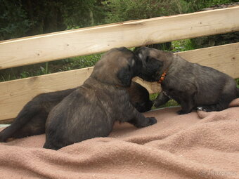 Leonberger - štěňata s PP - 6