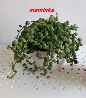 Starček - Senecio rowleyanus - 6
