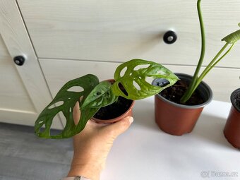 Monstera Monkey, Deliciosa, Minima - 6