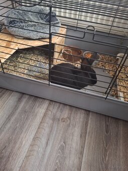 Zakrslý králíček daruji - 6