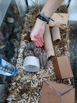 Křeček Džungarský - 6