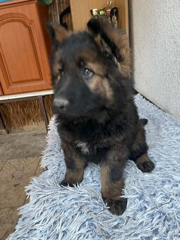 Německý ovčák - 6